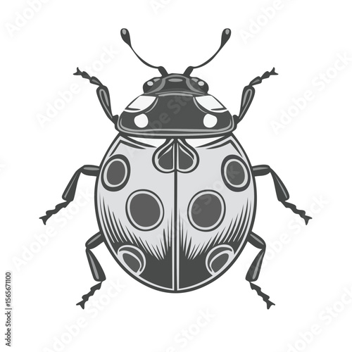 Monochrome Ladybug Illustration with Spots on a Black Background, detailed rendering