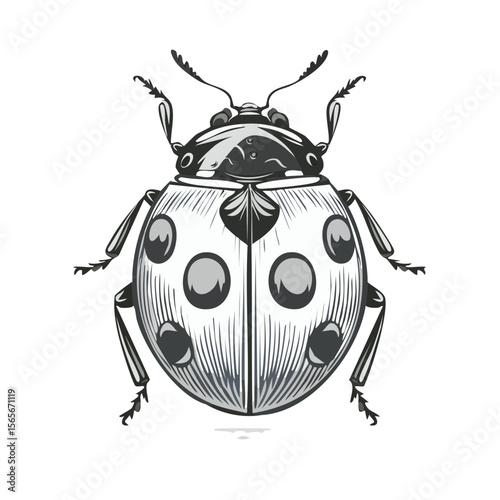 Engraved Ladybug Illustration in Black and White on Black Background