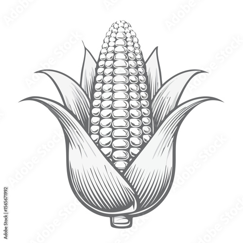 Illustration of fresh corn on the cob with husk leaves for cooking ingredient graphics monochrome artwork vector clip art