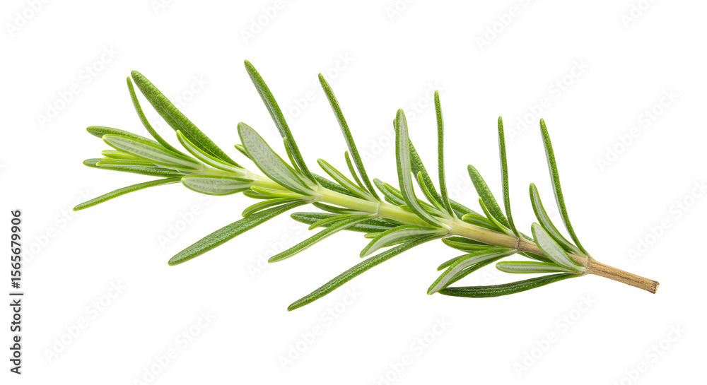 Fototapeta premium Fresh rosemary sprig isolated on a white background, showcasing its vibrant green leaves, ideal for culinary use