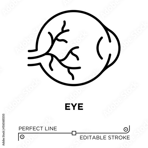 The line icon vector illustrates human eye anatomy. The line icon is isolated on a transparent background and can be edited as needed