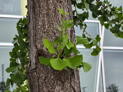 window with green leaves