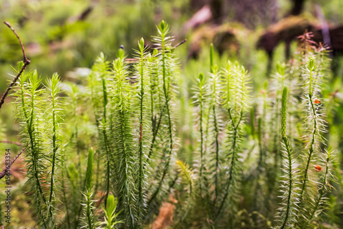 A detailed macro shot of vibrant green clubmoss, Lycopodium, a non-flowering ancient plant, growing on the forest floor.
