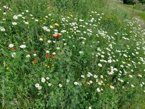 Fototapeta Naklejka Na Ścianę i Meble -  grass and flowers