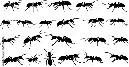 Insect Insects ant ants emmet pismire banner Vector, vector set silhouette
