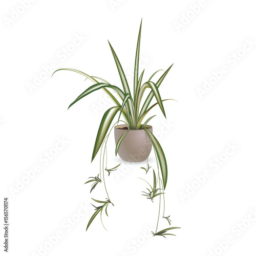 Chlorophytum crested (lat. Chlorophytum comosum). Tropical exotic plant in a ceramic flower pot isolated on a white background. Vector realistic image for room design project, advertising sale banner.