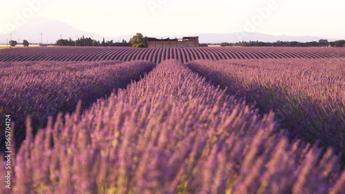 Beautiful Lavender Field in Provence at Sunset Low Angle Shallow Depth of Field Focus in Background