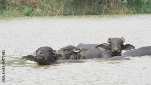 Surviving in the Wild - The Adaptable Wonders of Water-Resting Bulls