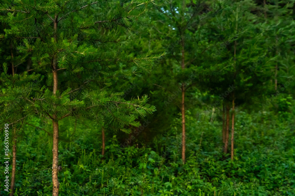 Fototapeta premium Evergreen Forest at Golden Hour