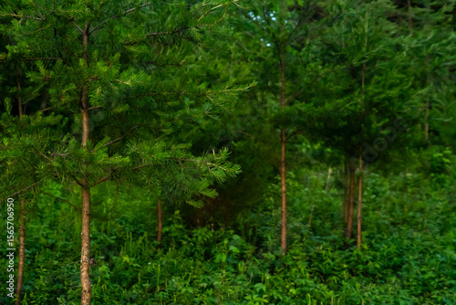 Evergreen Forest at Golden Hour