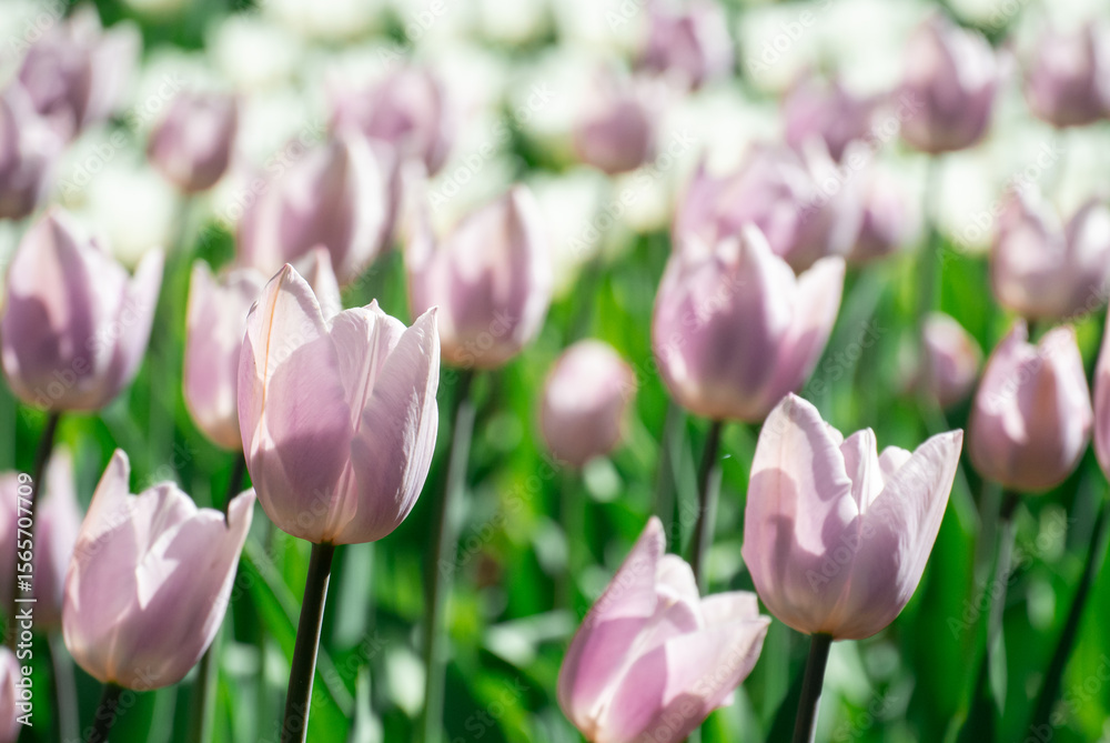 Fototapeta premium Soft Lavender Tulips in Spring Morning Light