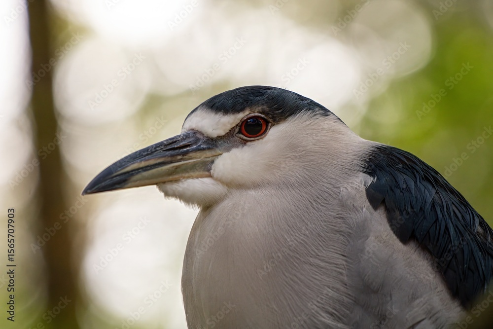 Obraz premium black crowned night heron