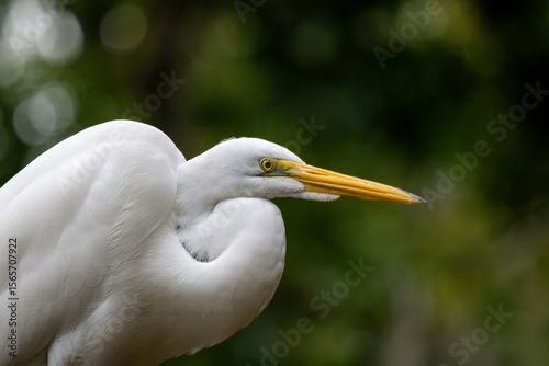 great white egret