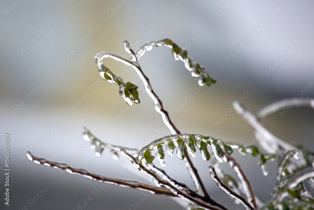 Fototapeta premium Icicles on icy tree branches. temperature swing season and winter weather in autumn