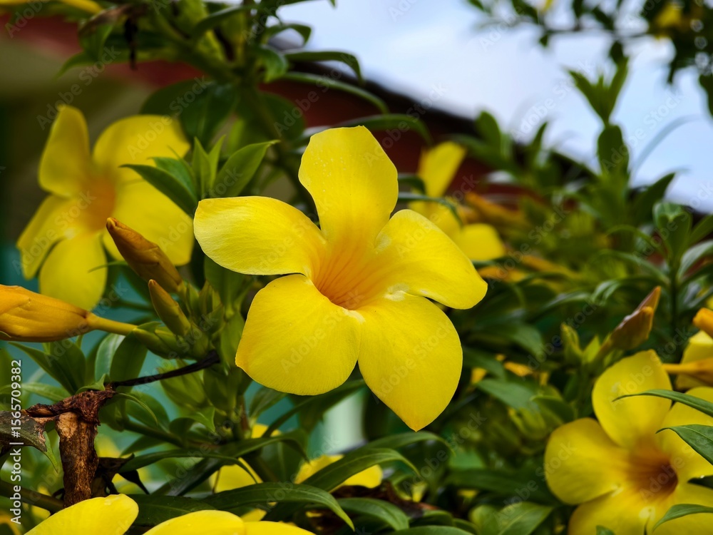 Fototapeta premium Allamanda cathartica Flower in tropical nature borneo