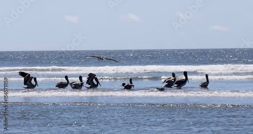 Flock of Pelicans Gathering on Coastal Shoreline