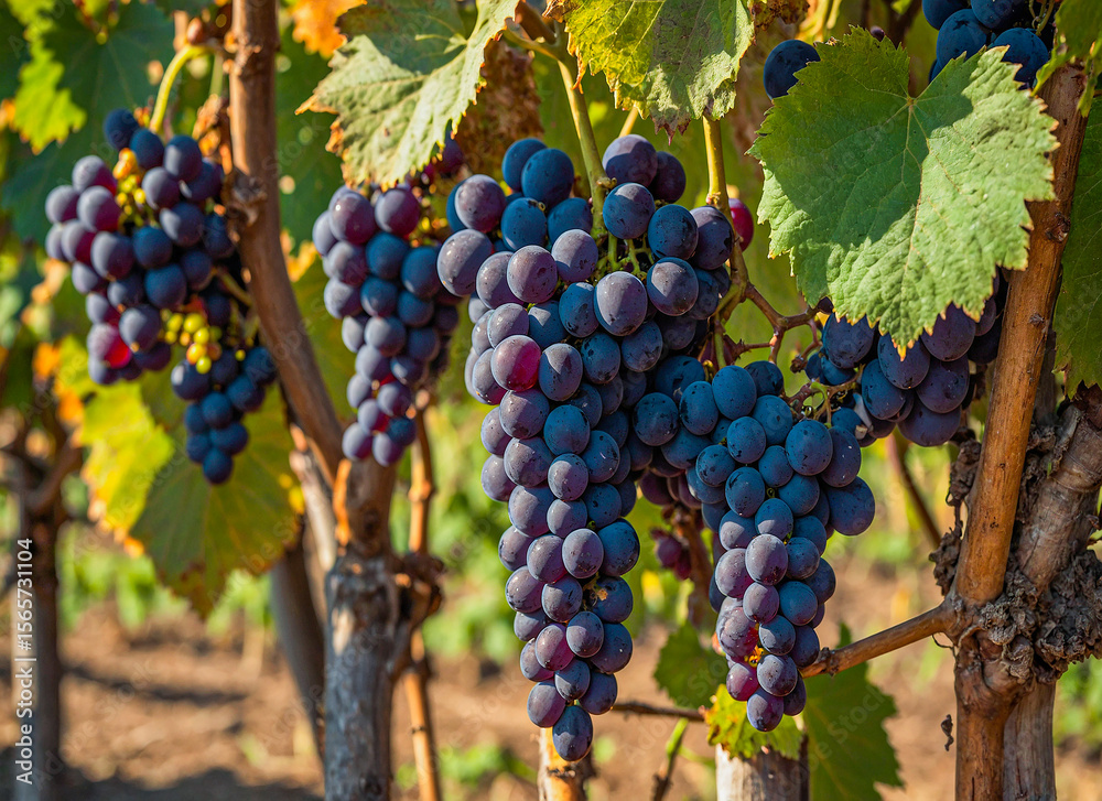 Naklejka premium Grape clusters hanging on vine with green leaves in vineyard rows