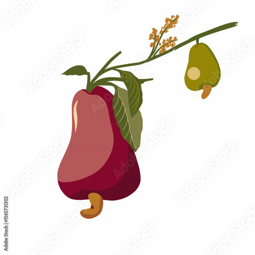 illustration of a cashew fruit,vector cashew fruit with leaves,hand drawn cashew fruit