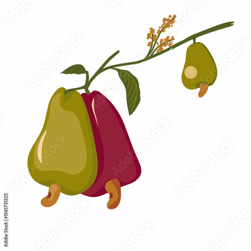 illustration of a cashew fruit,vector cashew fruit with leaves,hand drawn cashew fruit