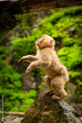 Photography Young Japanese macaque climbing a tree branch in monkey park