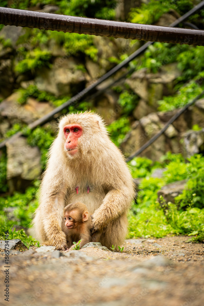 Naklejka premium Mother monkey protecting her baby in Japanese monkey park