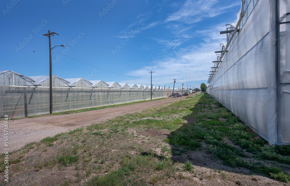 Row of commercial greenhouses used for growing vegetables in Redcliff, Alberta, Canada Row of commercial greenhouses used for growing vegetables in Redcliff, Alberta, Canada