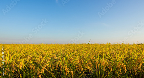 黄金の稲穂と米作りの美しい風景