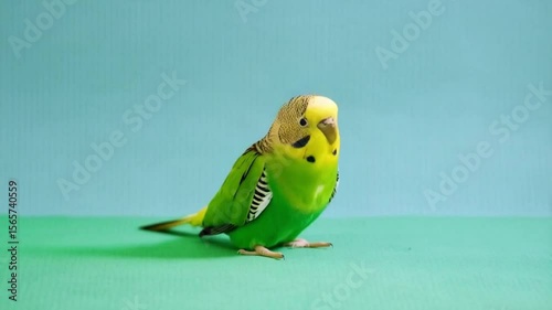 Wallpaper Mural Yellow and green budgie flapping its wings on a solid green background in a studio setting green screen bird video Torontodigital.ca