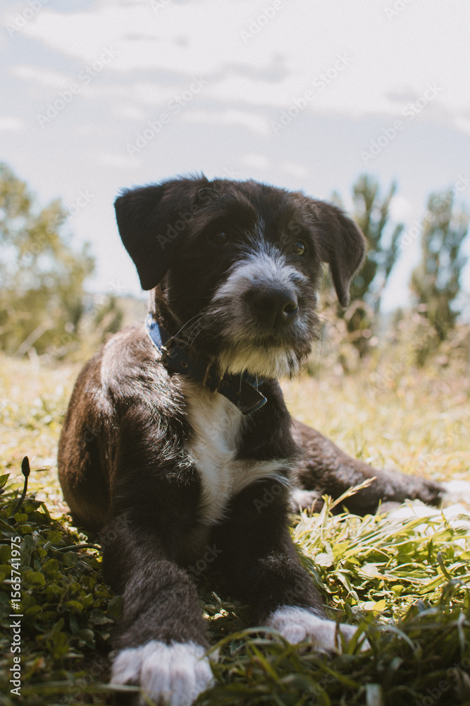 Fototapeta premium Outdoor Companion Resting