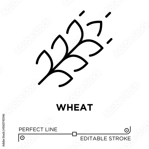 The line icon vector illustrates wheat. The line icon is isolated on a transparent background and can be edited as needed