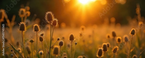 Last days of summer, golden hour light illuminating dried wildflowers and faded foliage, hinting at autumn's approach A nostalgic scene of summer's gentle end , sun, natural beauty