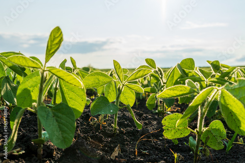 Vászonkép Young soybean plants emerge from dark soil, basking in sunlight beneath a bright