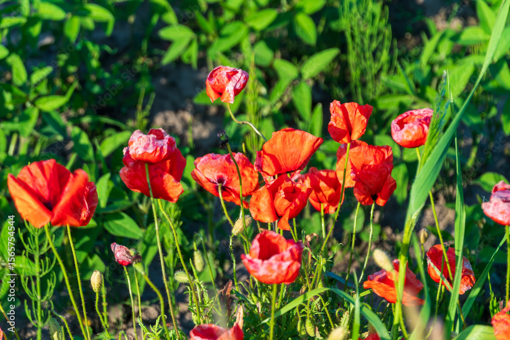 Fototapeta premium Bright red poppies stand tall among green foliage under clear blue skies, radiating beauty during a warm afternoon. Nature flourishes in this peaceful environment