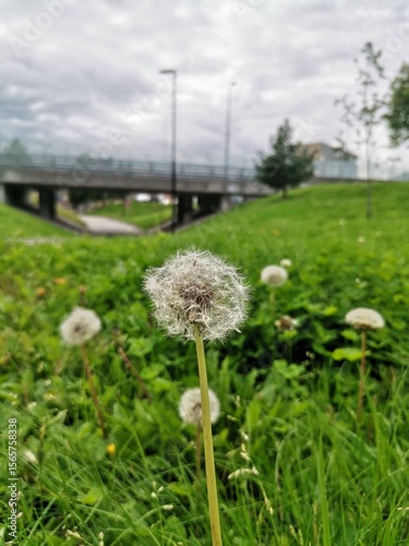dandelion in the grass