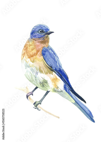 Photography Blue bird with watercolor illustration on a white background