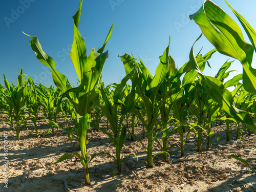 Tall green corn plants thrive in a sunlit field, surrounded by sandy soil, showcasing the beauty of agricultural growth during the summer months