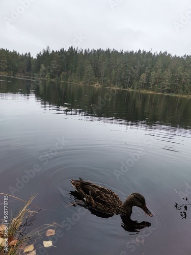 Duck on the lake