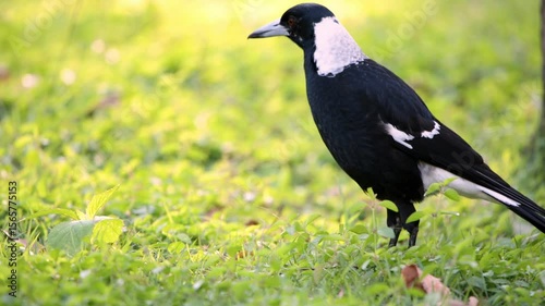 Australian Magpie out looking for food in the early morning at Mount Cootha in Brisbane, Queensland.