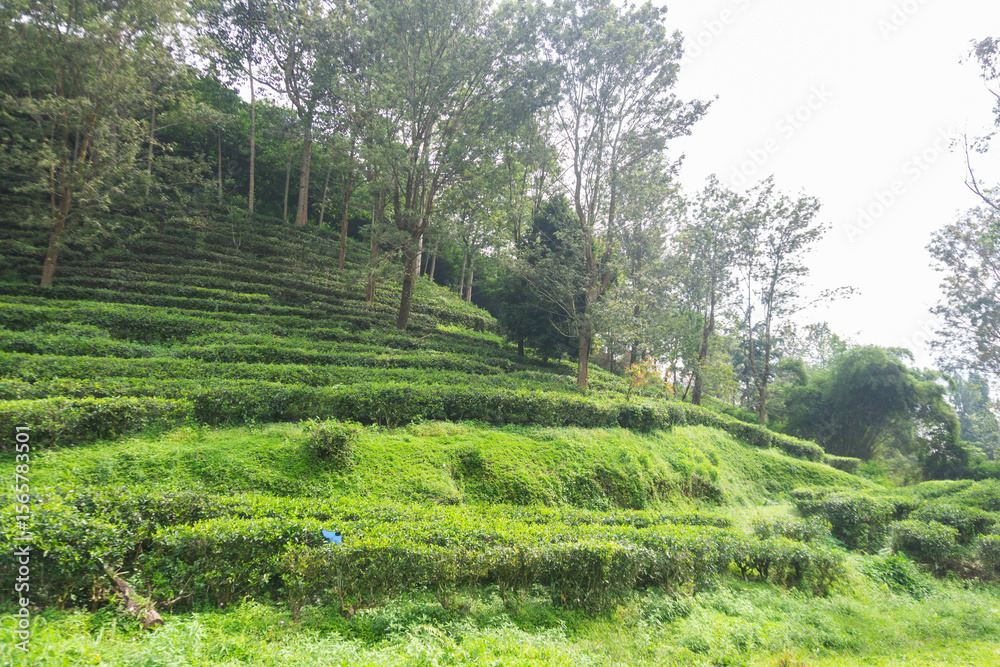 Fototapeta premium Background of tea garden field in Indonesia Puncak