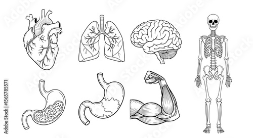 Detailed anatomical illustration showcasing various human organs and skeletal structure image art
