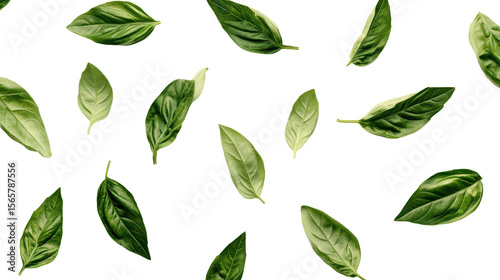 Fresh basil leaves Transparent background, PNG file
