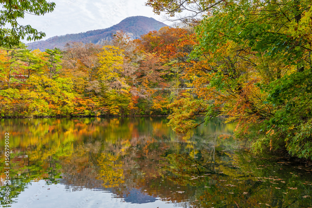 日本の風景・秋 世界遺産・白神山地 紅葉の十二湖 王池 日本の風景・秋 世界遺産・白神山地 紅葉の十二湖 王池