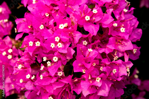 Bougainvillea in pink