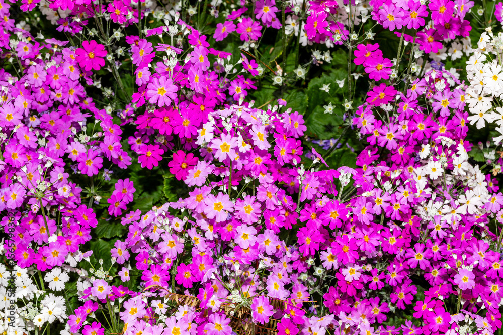Fototapeta premium pretty daisy a favourite
