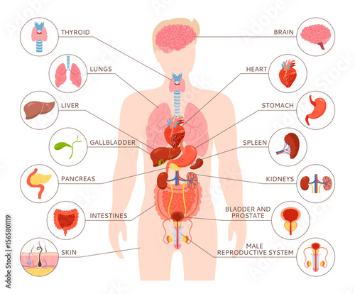 Human body internal organ with description illustration. Male anatomy digestive, reproductive system. Anatomy simple child structure. Cartoon medical scheme educational physiology poster vector