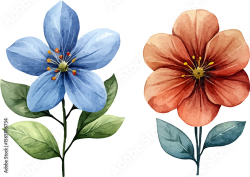 blue and white flowers
