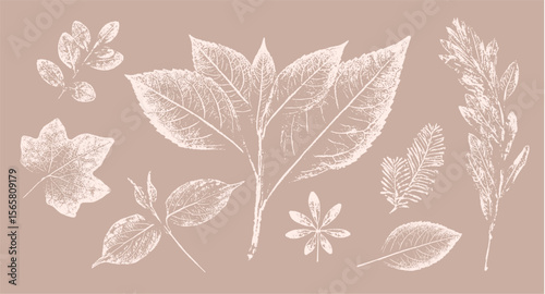 Pink tan and brown floral prints of botanical illustration. Decorative set of flowers and leaves pressed or stamped.