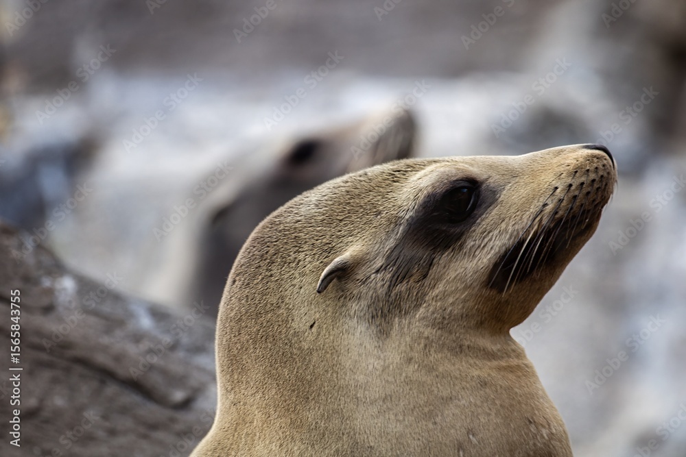 Fototapeta premium sea lion on the rocks