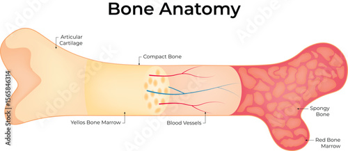 Detailed Anatomical Illustration of a Bone Structure