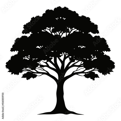Camphor tree silhouetee vector on white background